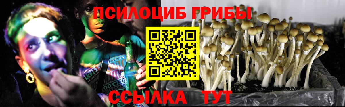 Псилоцибиновые грибы Psilocybe Михайловка